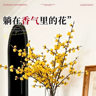 水培腊梅花鲜花干枝鲜切枝条红梅澳洲腊梅真花期超长的家用插花卉