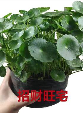 特价大叶铜钱草四季带叶桌面盆栽招财根茎水养土培水培大叶铜钱草