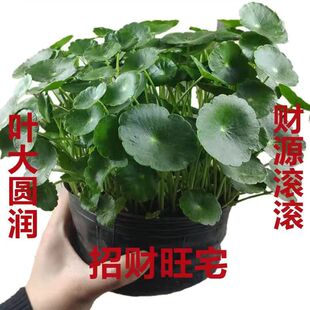 特价 带叶桌面盆栽招财根茎水养土培水培大叶铜钱草 大叶铜钱草四季