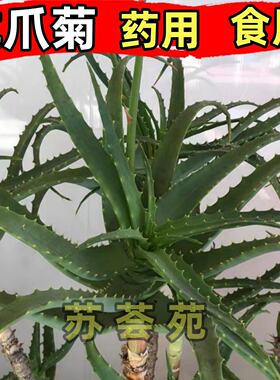 龙爪菊木立芦荟盆栽盆栽利剑芦荟苗可食用药用消炎盆栽苗新鲜叶子