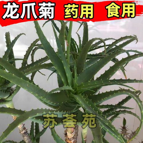 龙爪菊木立芦荟盆栽盆栽利剑芦荟苗可食用药用消炎盆栽苗新鲜叶子