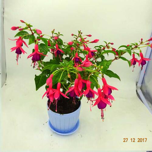 倒挂金钟盆栽带花苞宝莲灯灯笼花重瓣老桩垂吊阳台庭院好养耐寒花