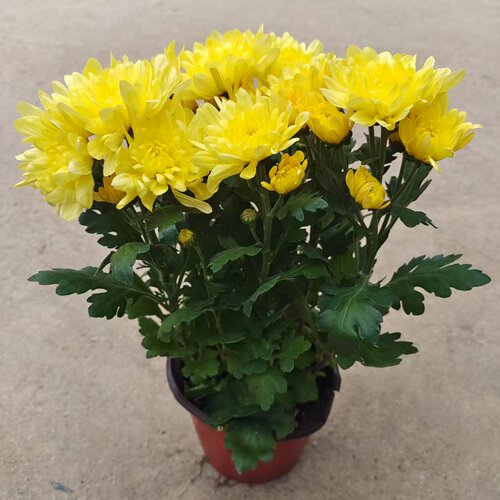 菊花盆栽【带花发货】基地菊花鲜花直发黄菊花白菊花盆栽耐寒耐热