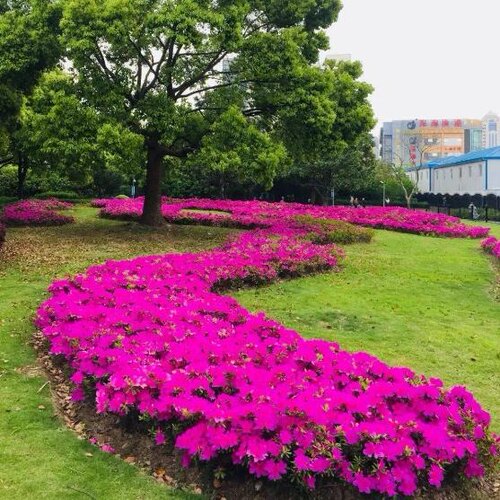 毛杜鹃春娟夏娟园林庭院绿化工程苗四季杜鹃苗花园林花坛开花植物