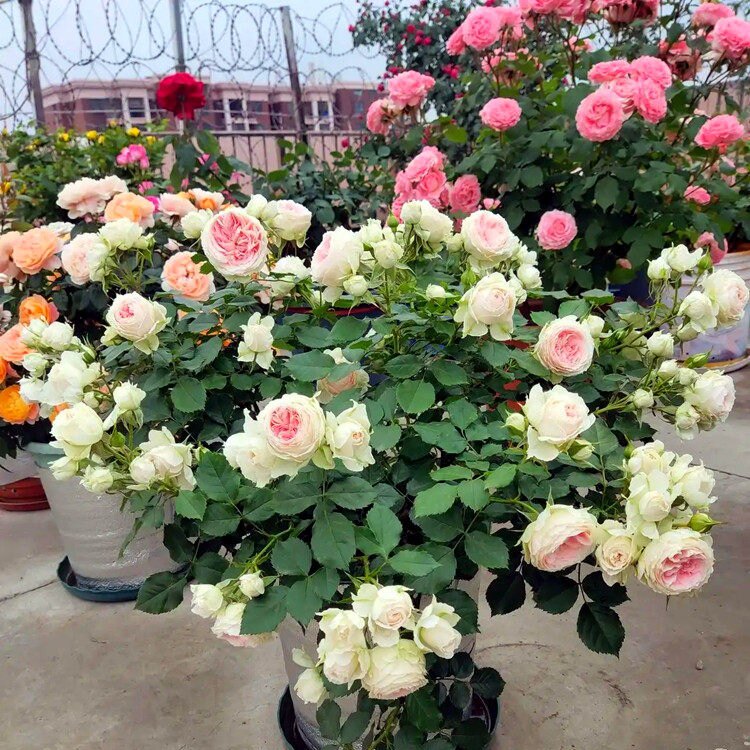 英国玫瑰绒球门廊大花浓香月季花苗多季开花阳台庭院花镜植物耐热