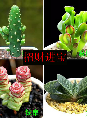 多肉植物招财进宝四大美人子宝钱串吹雪之松锦红宝石吉娃娃组合