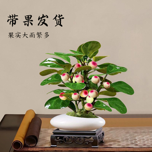 小盼菩提盆景带果菩提树盆栽中式禅意桌面摆件室内创意好养绿植物