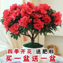 杜鹃花苗盆栽带花苞四季开花不断室内花卉绿植植物大棵好养活阳台