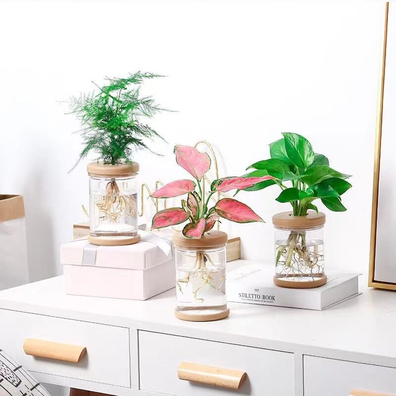水培室内植物盆栽绿萝虎皮兰四季好养水养花卉绿植小盆栽绿箩卧室