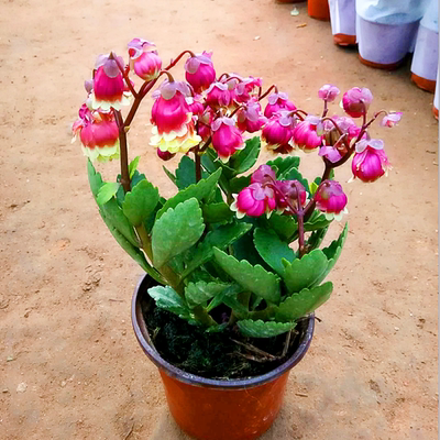 蔓生吊钟海棠盆栽宫灯长寿花