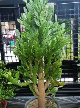 室内阳台绿植花卉防辐射仙人掌类千佛手多肉植物千手观音盆栽包邮