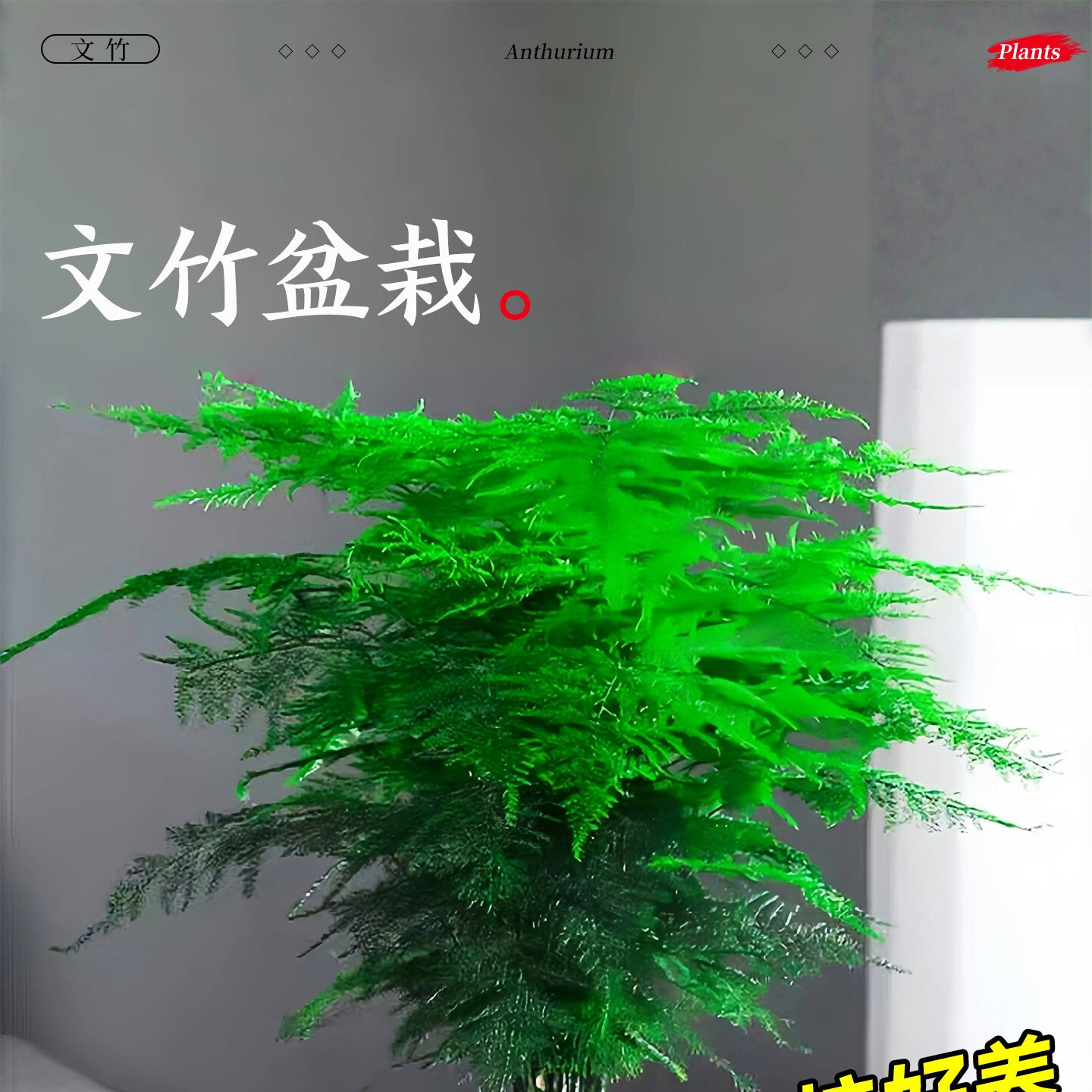 文竹特大号盆栽室内客厅高级感水培小绿植办公室盆景摆件四季好养图片
