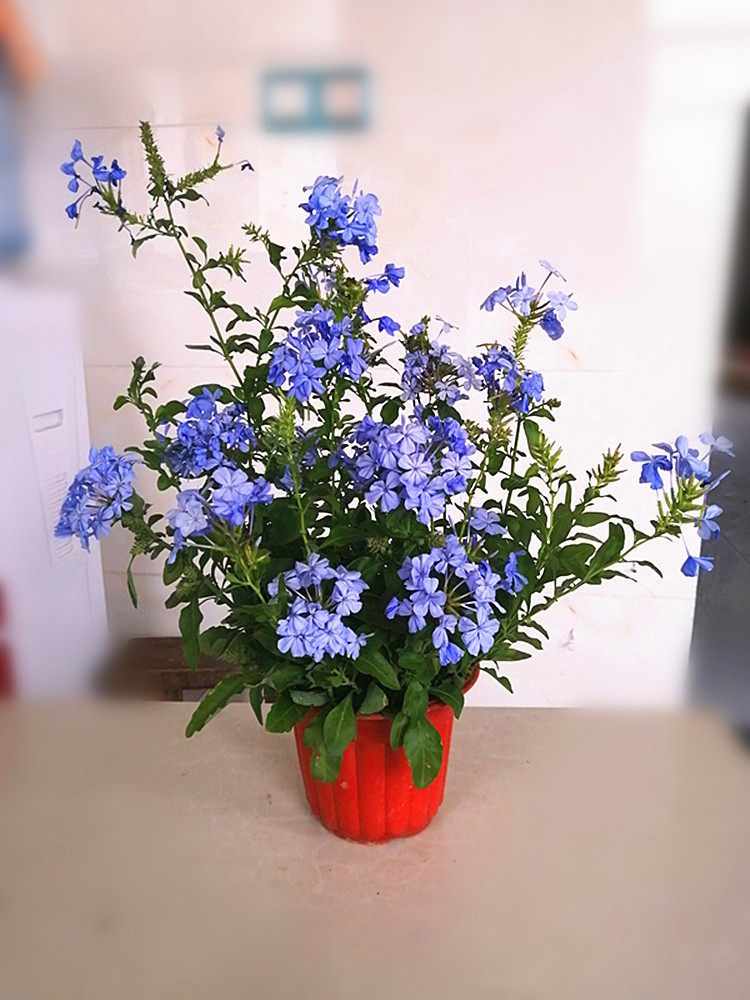 蓝雪花盆栽大苗花期长多年生四季阳台开花植物爆盆好养花卉红雪花