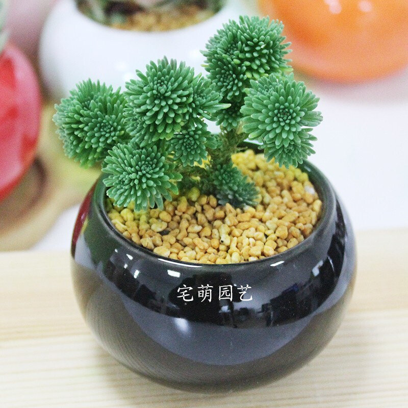 多肉植物新款稀有品种罕见小贵货清棚四季含盆土名贵室内群生迷你