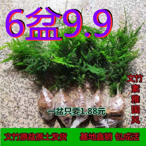 文竹苗盆栽绿植花卉桌面盆景室内耐寒四季长青吸 进化空气包邮