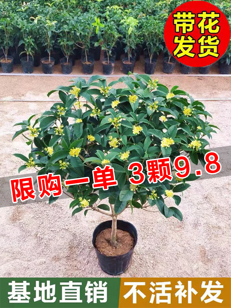 桂花盆栽室内客厅四季桂花绿植金桂树苗花卉浓香型阳台四季开花 鲜花速递/花卉仿真/绿植园艺 时令草本花卉 原图主图