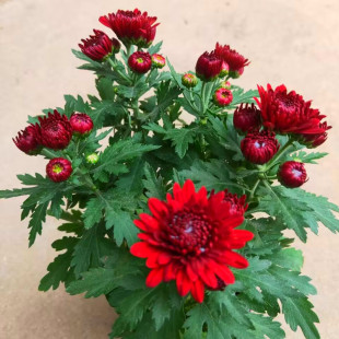 菊花盆栽四季 荷兰菊开花卉庭院植物室内花卉绿植乒乓菊带花苞花苗