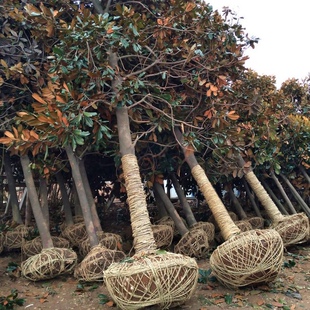 特价绿化工程苗四季常青广玉兰树苗 玉兰树苗 庭院常绿苗木