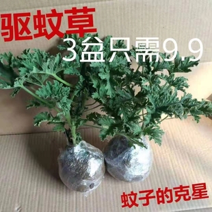 驱蚊草铺苍草天竺葵盆栽 香叶 天然驱蚊虫植物 室内阳台庭院植物