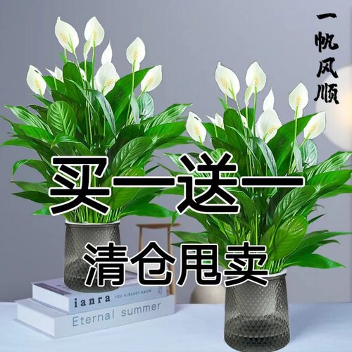 红掌白掌一帆风顺盆栽水培水养大盆客厅绿植摆放花卉好养四季常青