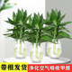 观音竹富贵竹水培植物盆栽室内办公室客厅富贵竹绿植带花盆节节高