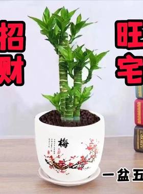 步步高观音竹富贵竹荷花竹水养土培盆栽室内客厅净化空气植物