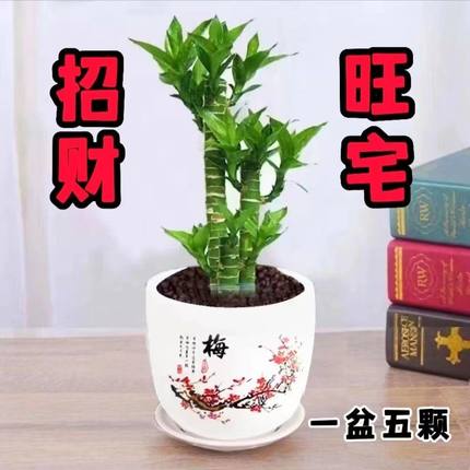 步步高观音竹富贵竹荷花竹水养土培盆栽室内客厅净化空气植物