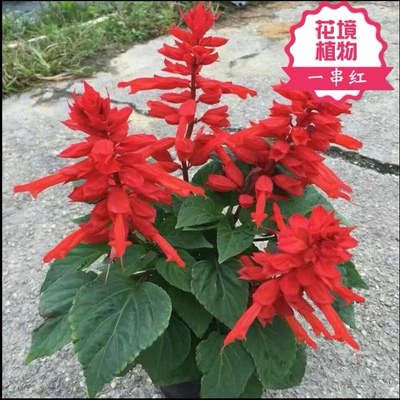 矮生一串红盆栽串串红角瑾带花发货庭院地栽阳台绿化工程花卉草花
