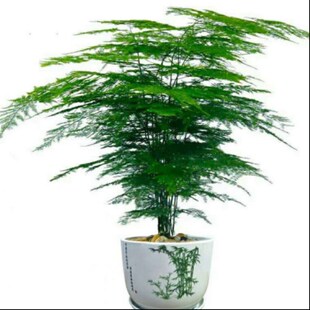 文竹 易活好养发财树绿萝室内绿植花卉盆栽 点开有买一盆送一盆