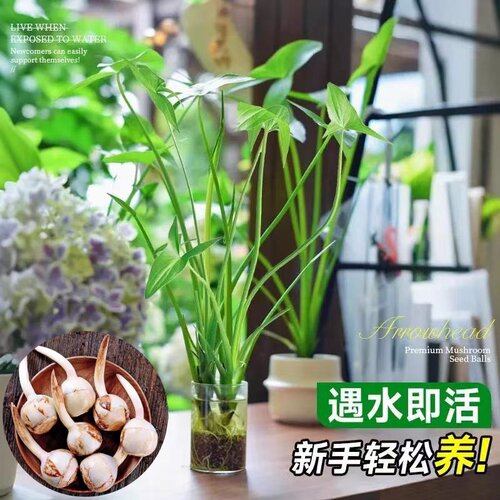 慈姑种根茨菇种苗慈菇种球水族装饰鱼缸造景净化水质可观赏颗食用