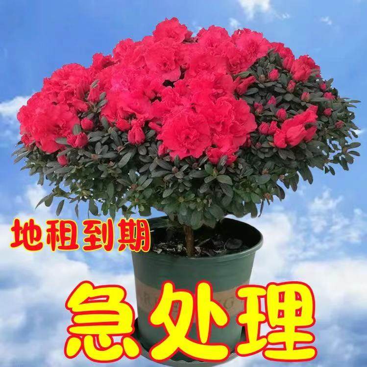 【带花苞原土】杜鹃花苗盆栽花卉植物室内外客厅阳台绿色植物盆景图片