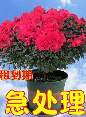 【带花苞原土】杜鹃花苗盆栽花卉植物室内外客厅阳台绿色植物盆景