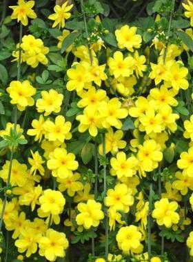 迎春花树苗庭院绿化植物云南黄馨藤条四季常青花卉长春花盆栽老桩