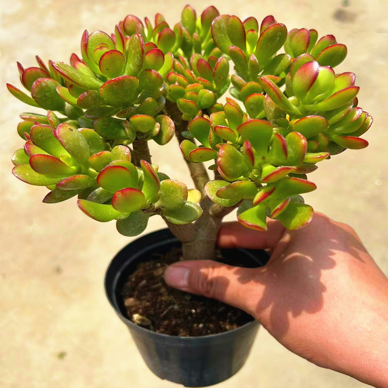 玉树盆栽老桩花卉姬红花月多肉植物室内盆栽肉肉大颗好养红叶玉树