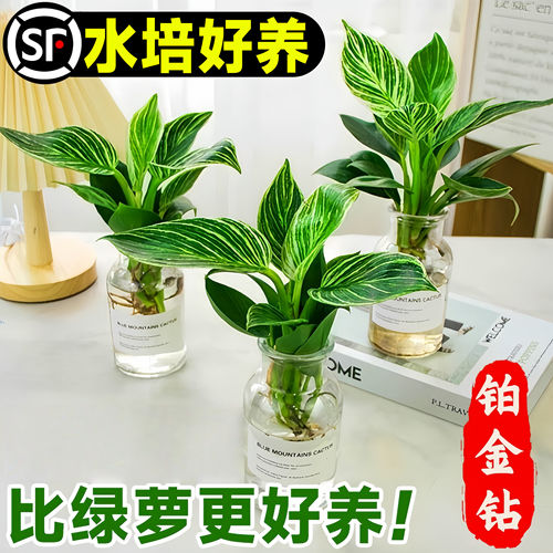铂金钻水培植物室内好养蔓绿绒盆栽金钻绿公主耐寒花卉绿植四季花