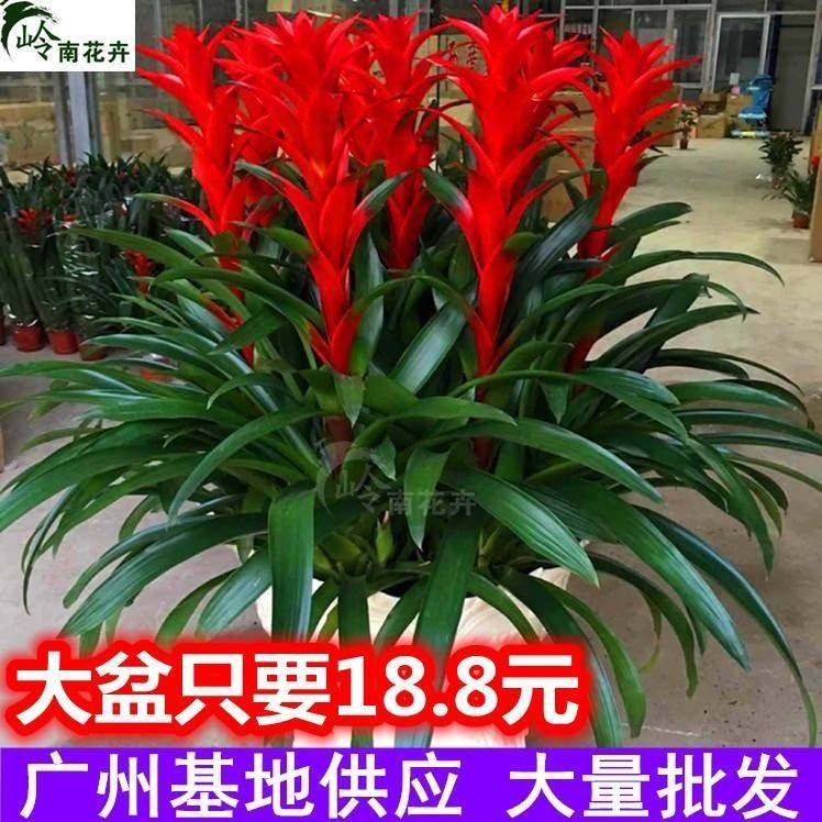 鸿运当头盆栽带花苞小红星办公室开红花卉绿植物大型好养凤梨客厅