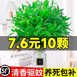 竹柏驱蚊竹水培植物大苗盆栽客厅室内水养绿植桌面花卉好养活四季