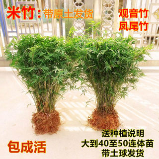 丛生凤尾竹盆栽竹子庭院观赏植物微型盆景米竹苗室内阳台四季常青