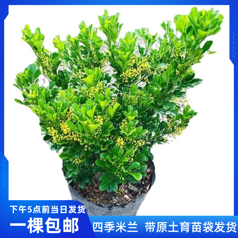 四季香水米兰花小叶盆栽花苗老桩花卉绿植室内浓香型阳台花苗植物