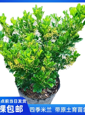 四季香水米兰花小叶盆栽花苗老桩花卉绿植室内浓香型阳台花苗植物