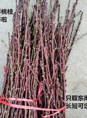 苏北新鲜野生桃枝只取东南枝条过年家用新生儿出院乔迁随身树枝