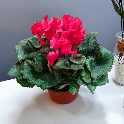 仙客来盆栽带花苞室内花卉重瓣年宵花好养大花苗观花植物易活好看