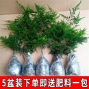 常青小盆栽 推荐 文竹盆栽植物室内空气办公室绿植花卉盆栽盆景四季