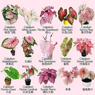 彩叶芋盆栽水培植物室内好养粉色飞溅海芋竹芋类彩色花卉绿植大全