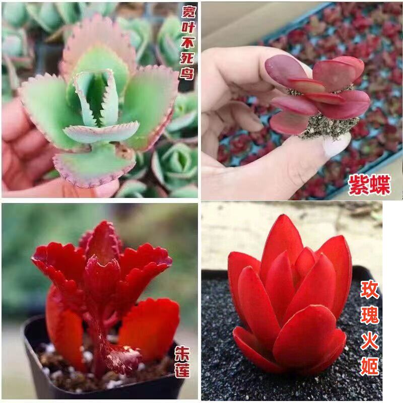 玫瑰火姬宽叶不死鸟落地生根羽翼不死鸟窄叶棒叶不死鸟锦朱莲多肉