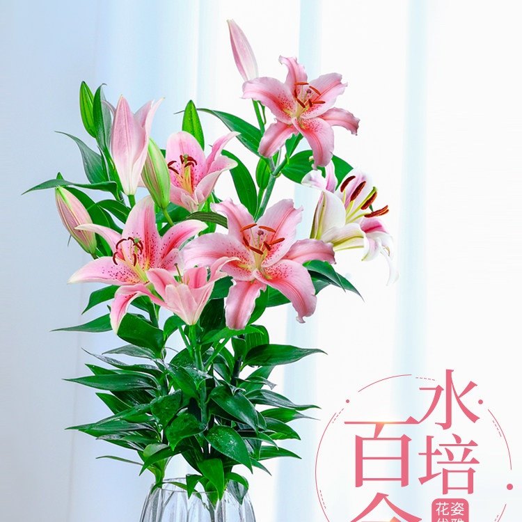 水培植物香水百合花盆栽绿植花卉花苗室内桌面客厅四季好养带花苞