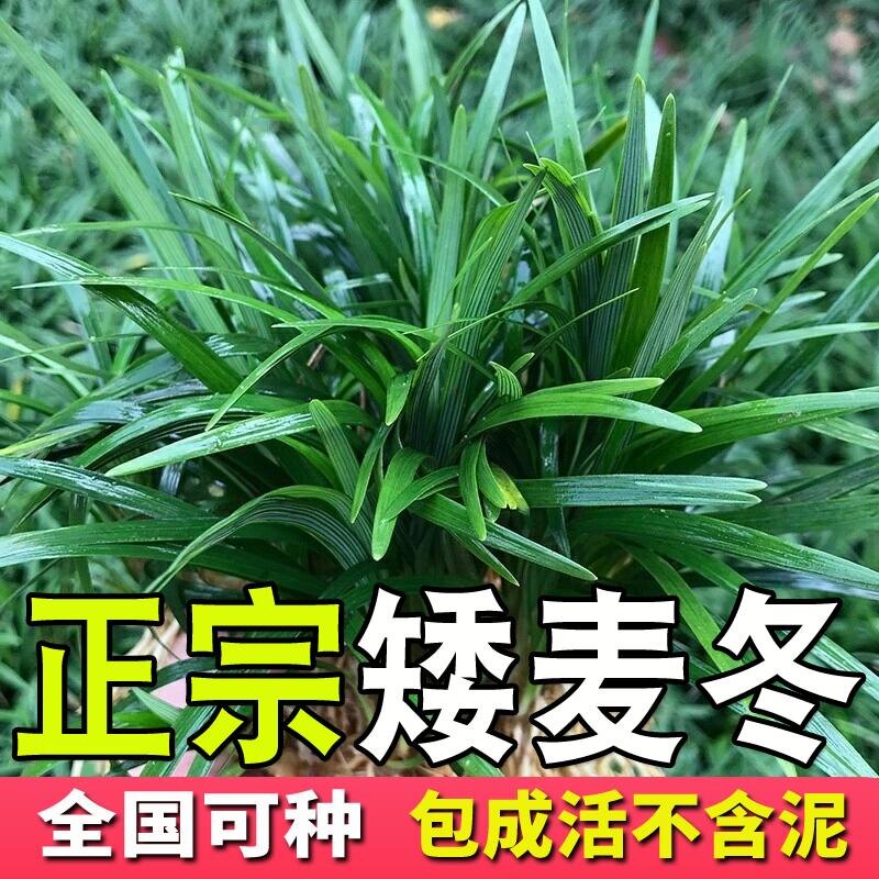耐寒玉龙草日本矮生麦冬草庭院绿化草皮别墅四季常青耐踩草坪植物图片