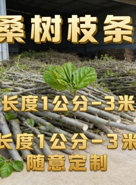 天然桑树枝干花装饰材料现剪新鲜桑树树枝枝条现剪棒木条经络桑枝