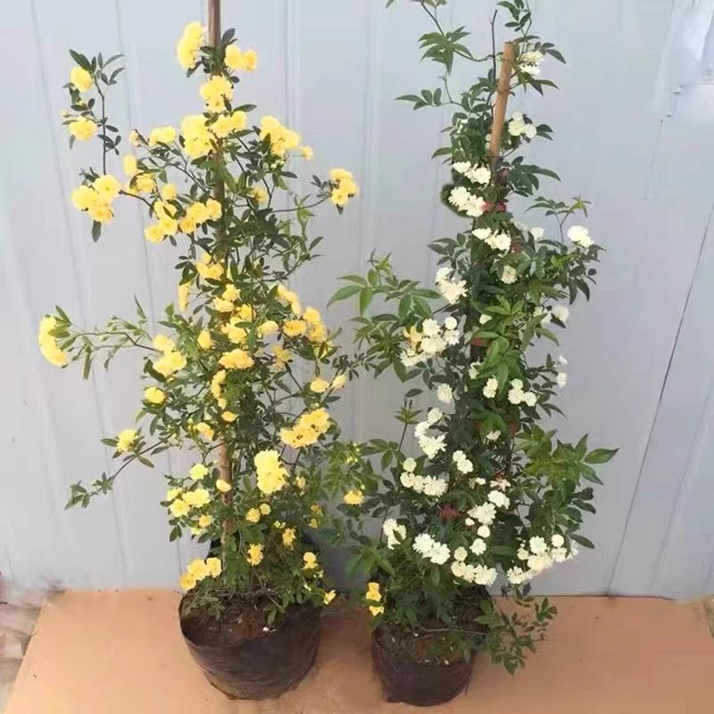 黄木香花苗爬藤植物老桩庭院花卉白色花苞盆栽装饰树苗图片