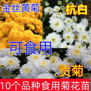食用四季菊花苗可泡茶金丝皇菊黄山贡菊杭白菊苗庭院阳台盆栽开花